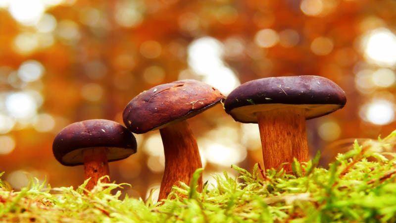 What is The Best Way to Choose Magic Mushrooms For The First Time