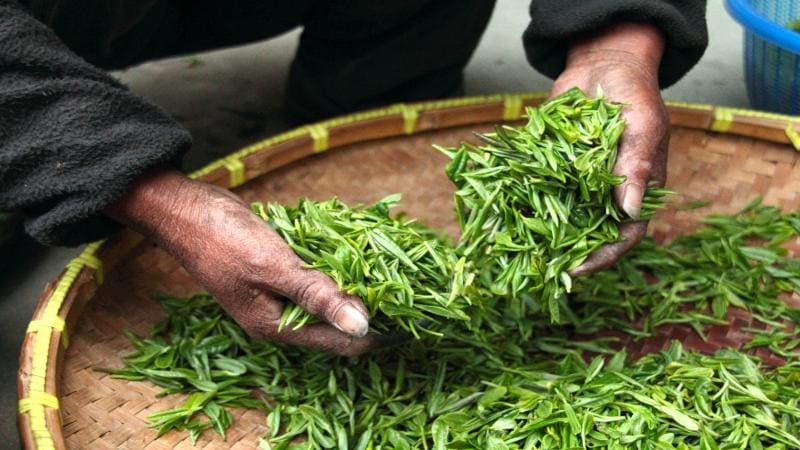 Navigating the World of Tea Trading