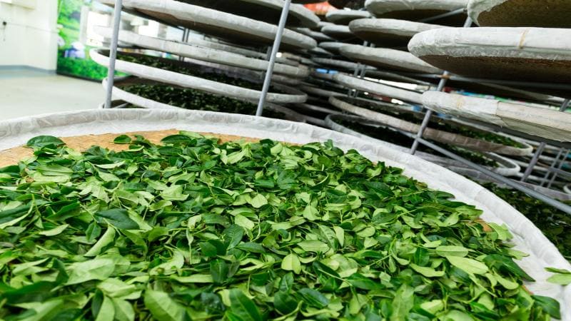 Steeped Success Navigating the World of Tea Trading