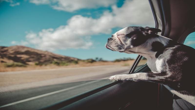 Best Pet Taxi Insurance Providers UK Your Essential Guide to Coverage